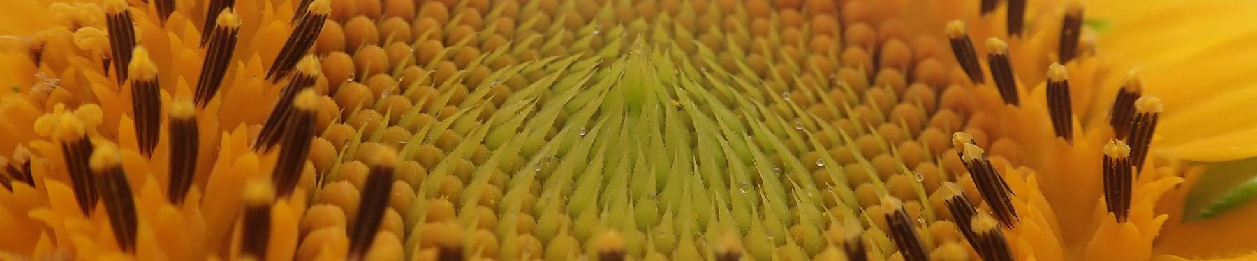 Click to show or hide the buttons