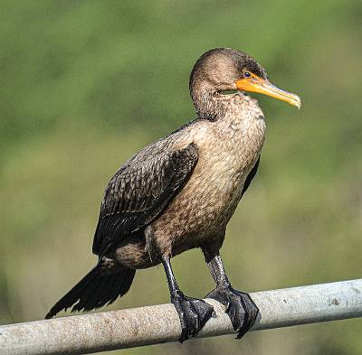 32: DSC_0091-Website-2